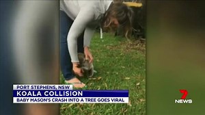 34K views · 658 reactions | A short sighted koala runs into a bit of trouble with a tree trunk. www.7News.com.au #7News | 7NEWS Brisbane | Facebook