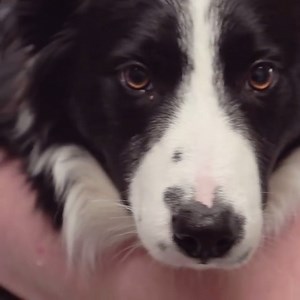 158K views · 6.6K reactions | How did this Border Collie swallow such a large ball?  | Vet On The Hill | Facebook
