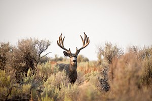 Buy a Tag, But Let a Deer Walk, Suggests a Wyoming Hunter in the Ultimate Conservationist Move