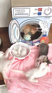 😺😺 | Lolcat