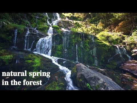 natural spring in the forest | forest natural spring | 4k video on spring in the forest #natural