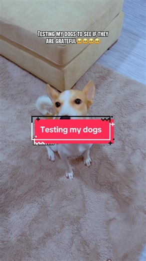 Testing My Grateful Dogs: Heartwarming Moments