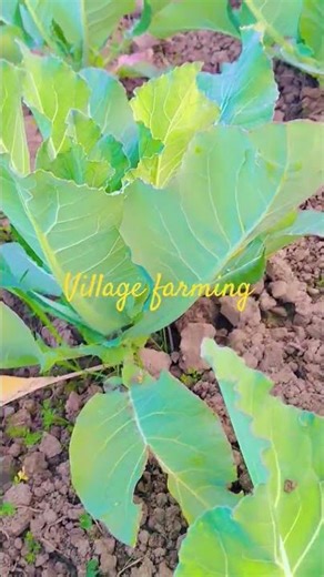 Cabbage in water for 24 days, growing and blooming #timelapse#Cabbage #vegitables