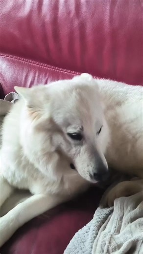 je lui ai heurté sa sensibilité...elle me regardera plus jamais pareil je crois#creatorsearchinsights #dogsoftiktok #fart