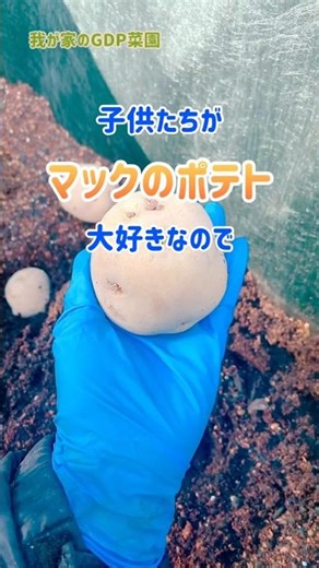 マックのポテト、芋から作る🍟
