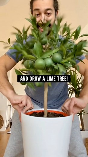 6.1M views · 64K reactions | How to grow a baby lime tree! creative explained | creative explained | Facebook