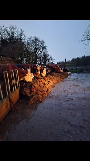 Bringing our empty cows to the mart today. #mart #cattle #sucklers #farmlife #auction | Edward Roe
