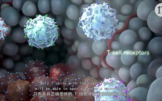 生物医学动画#科学原理动画-免疫系统与癌细胞