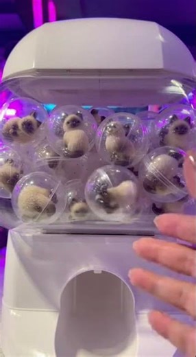 I Got Two The Rarest Gacha Win Amazing Luck Unlocked #cat #gacha #gaming