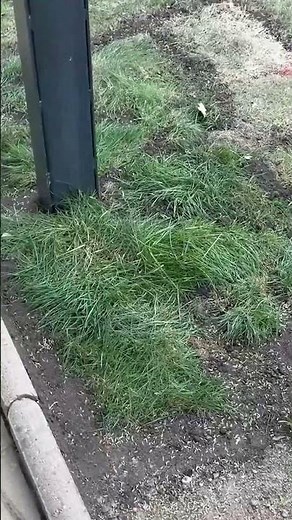 Takhle vypadá Taryho travička po opravách 🌱