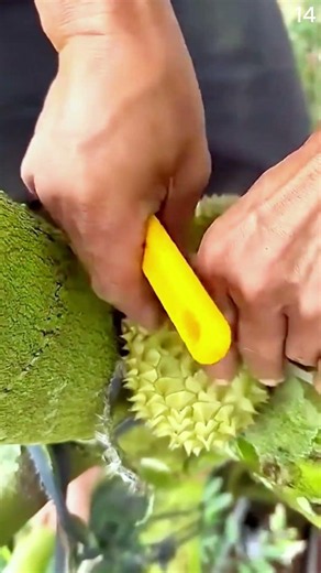 Ide brriliant membelah langsung durian yang tumbuh di antara batang #shorts