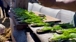 7.9K views · 436 reactions | Your first taste 塞凌 during the farm tour at The Inn at Bay Fortune is all about #terroir, an opportunity for our guests to understand how simple vegetables and ingredients develop a uniqueness related to time and place. We're learning the more we take care of our land the tastier our reward. Our guests also have a chance to meet Harley, the resident Farm dog  #innstyle #innatbayfortune✔️ #culinaryfarmer | Chef Michael Smith | Facebook