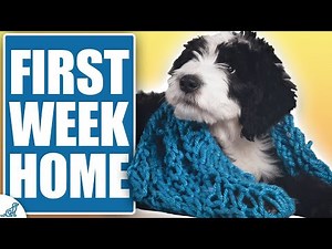 STOP Making THESE Mistakes In Your Puppy’s First Week Home!