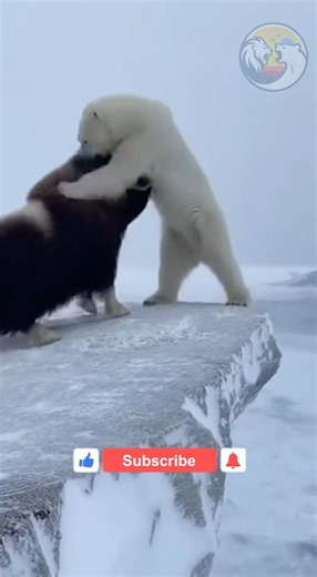 Deadliest Animal Fight Compilation