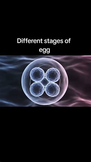 Stages of Egg Development | From Ovulation to Implantation | Pregnancy Process