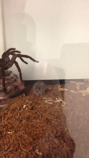 Mouse vs Tarantula round 1