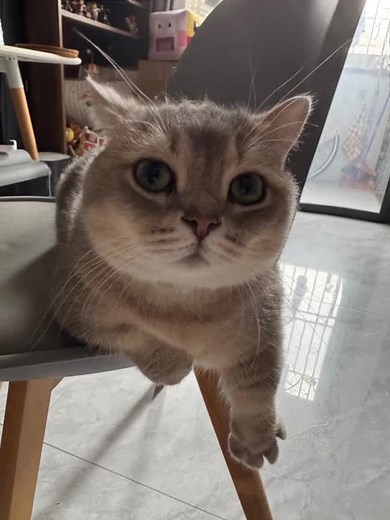 Cute Cat Videos Featuring Unique Crocodile Themes