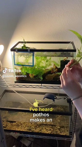 Ezzie Aquatics on TikTok