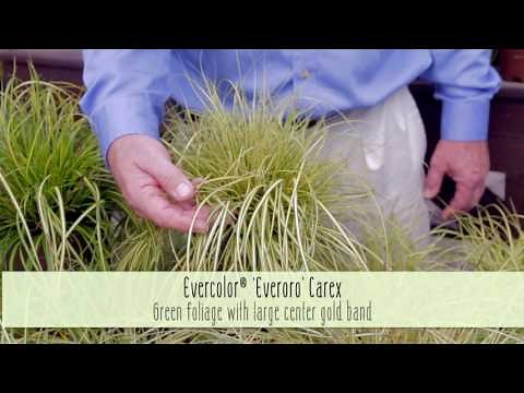 Plant These Stunning Easy Care Evercolor Carex Series Varieties from Southern Living In Your Garden