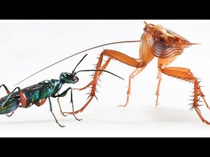How cockroaches avoid becoming ‘zombies’ during wasp attacks
