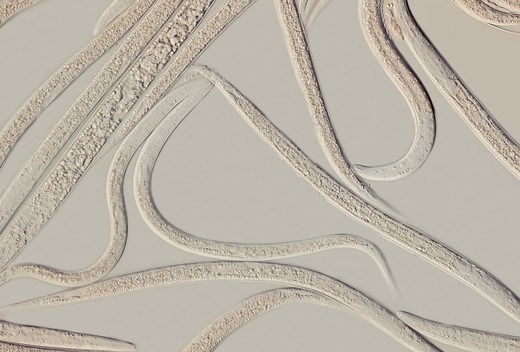 Larvanem | Beetle Control | Nematodes (Heterorhabditis bacteriophora)