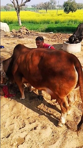 Minicow #punganurcow ।Cow calf delivery Nano cow । Punganur Cow World's Smallest cow price india