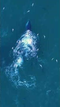 What Happens When Whales Feed Together?