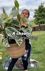 1.1M views · 22K reactions | General care tips for the tineke Ficus...