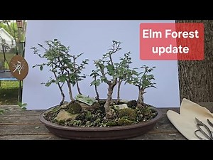 Elm forest trim and update