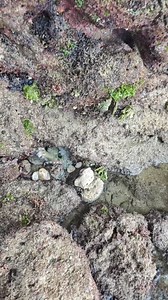 1.3M views · 8.7K reactions | SEMBUNYI DI LUBANG BATU  . . . . . #octopus #gurita #wild #natural #wildlife #viral #fyp | Daeng Lala | Facebook