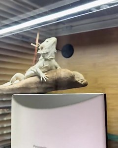 165K views · 3.2K reactions | Watch your reptiles anytime, anywhere from your mobile device. Monitor camera mounts directly on outside of your tank | Panasonic North America | Facebook