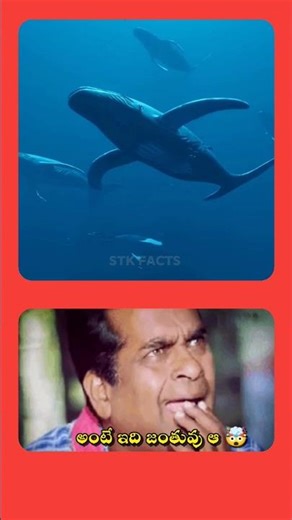 ఇవి ఒకప్పుడు భూమి మీద బ్రతికేవా 😱🤯 | STK FACTS