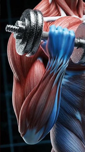 👉 How Your Muscles Really Work 💪 #fitness #anatomy