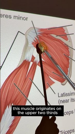 Teres Minor #kinesiology #anatomy #anatomystudy #anatomyshorts #science #biomechanics