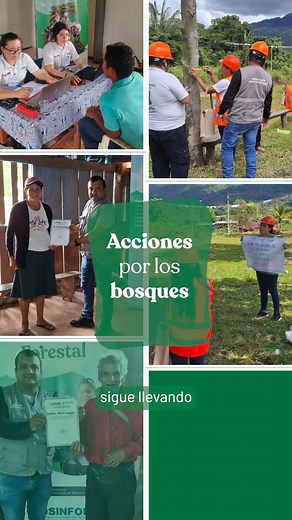 🎒🌿 El OSINFOR sigue fortaleciendo capacidades en la #Amazonía, llevando la Mochila Forestal a comunidades nativas y productores agroforestales. Compartimos conocimientos, cómo usar tecnología y buenas prácticas para conservar el bosque y mejorar la vida de quienes lo aprovechan. 💡🌳 Dale play y conoce cómo trabajamos junto a las comunidades para construir un manejo forestal más sostenible y resiliente. 🎥✨ | Osinfor