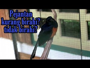 CARA NAIKIN BIRAHI MURAI BATU JANTAN??