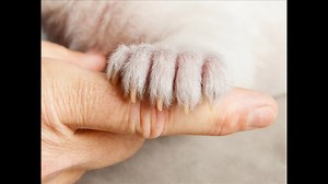 Nearly 170 neglected dogs seized from Iowa puppy mill
