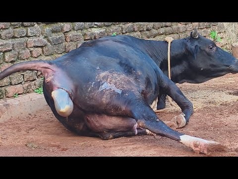 cow gives birth