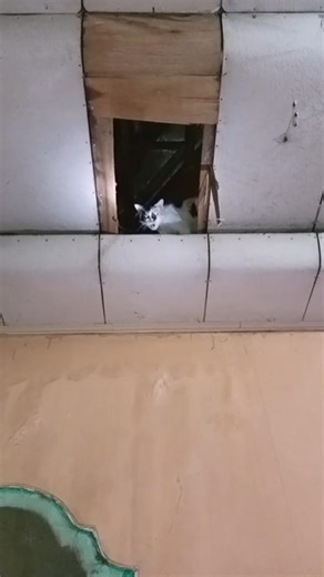 Kelakuan kucing #cat #kucingkampung #kucinglucu