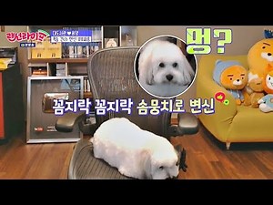 대도서관(A large library)을 위협하는 개도서관(?) 솜뭉치 단추♥ 랜선라이프(lanlife) 3회