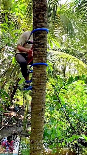 How to climb trees || Homemade tools for climbing coconut trees