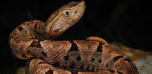 High-tech cameras capture the secrets of venomous snake bites