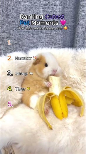 Ranking CUTEST PET Moments 💜 🐹