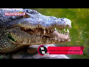 Top 5 Weird News Stories This Week | Weird Weekly #2