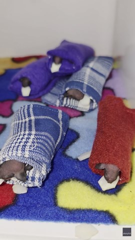 Adorable Bat Babies Enjoy Snack Time From Blanket Wraps