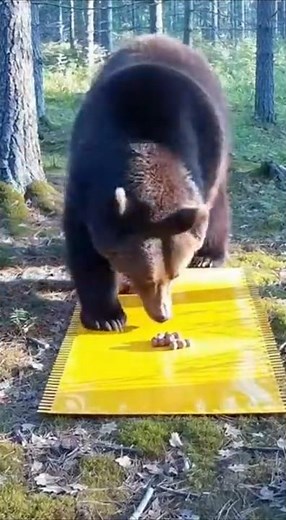 粘着罠が熊を捕獲する瞬間！Part2 #animalshorts #衝撃映像 #監視カメラ #自然の記録 #野生動物