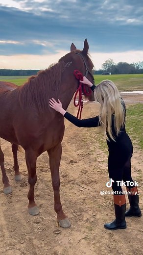Colette Cherry (@colettecherry_)’s videos with Wildflowers and Wild Horses - Single Version - Lainey Wilson