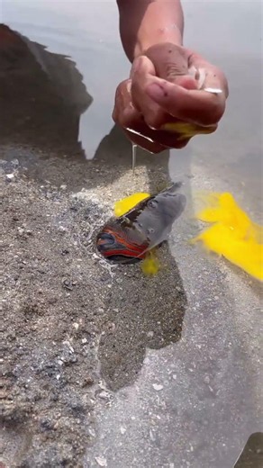 Strange Fish vs White Ball 😱 | Unbelievable Sea Creature Caught on Camera #shorts