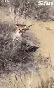 Hiker chased by ferocious mountain lion #Shorts 😳