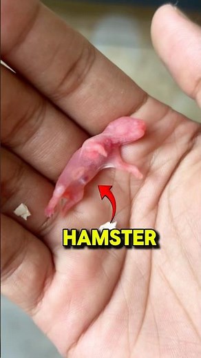 Hamster Breeding 🐹 #hamster #minivlog #pets #shortsfeed